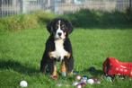 Berner Sennen pups, Rabiës (hondsdolheid), 15 weken tot 1 jaar, Sennenhond, Buitenland