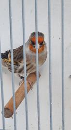 Putter / kanarie bastaard, Vrouwelijk, Wildzangvogel, Geringd