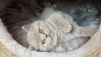 Britse korthaar kitten, lilac (poesje), Dieren en Toebehoren, Katten en Kittens | Raskatten | Korthaar, Poes, Gechipt, 0 tot 2 jaar