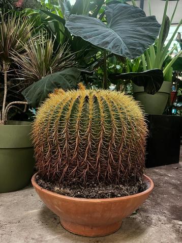 Echinocactus – 80 cm beschikbaar voor biedingen