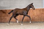 Merrie veulen merlot x jazz, Dieren en Toebehoren, Paarden, Merrie, Minder dan 160 cm, 0 tot 2 jaar