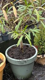 Oleander op Stam, Tuin en Terras, Planten | Tuinplanten, Volle zon, Vaste plant, Zomer, Ophalen