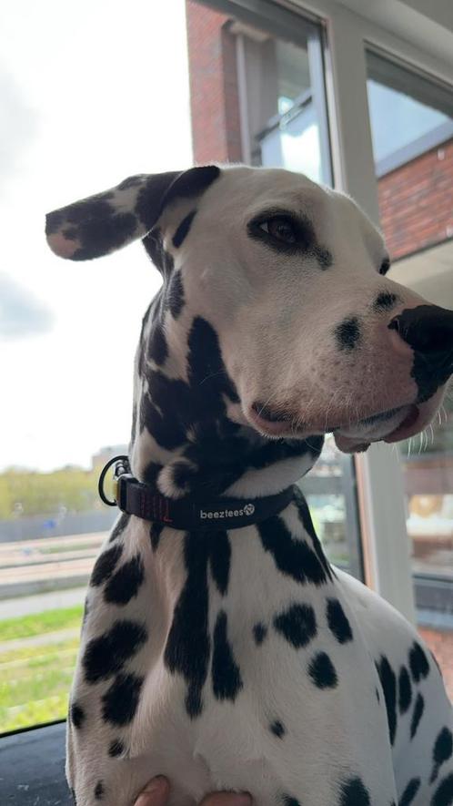 Storm 1 jaar (Dalmatiër hond), Dieren en Toebehoren, Honden | Beagles, Bassets en Lopende honden, Reu, Dalmatiër, Particulier