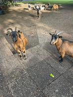 Dwerggeiten, Dieren en Toebehoren, Schapen, Geiten en Varkens, Vrouwelijk, Schaap