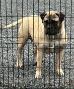 Bullmastiff Dames, Dieren en Toebehoren, Honden | Bulldogs, Pinschers en Molossers, Rabiës (hondsdolheid), Overige rassen, Teef