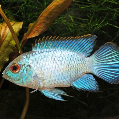 Nannacare Anomala electric blue, vol op kleur!!!, Dieren en Toebehoren, Vissen | Aquariumvissen, Zoetwatervis, Vis