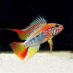 apistogramma viejita €12,50, Dieren en Toebehoren, Vis, Zoetwatervis