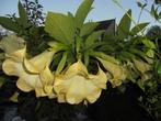 brugmansia stekken, beworteld, gele bloem, rijkbloeiend, Tuin en Terras, Ophalen of Verzenden, Zomer, Overige soorten, Volle zon