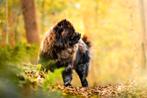 Prachtige chow chow reu ter dekking aangeboden, Dieren en Toebehoren, Nederland, Reu, Eén hond, Fokker | Professioneel