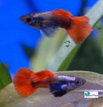 Guppy - Male "Elephant ears", Vis, Zoetwatervis