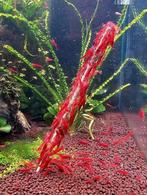 Neocaridina Bloody mary garnalen, Dieren en Toebehoren, Vissen | Aquariumvissen, Kreeft, Krab of Garnaal