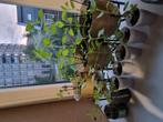 Tulsi, Huis en Inrichting, Overige soorten, In pot, Minder dan 100 cm, Groene kamerplant