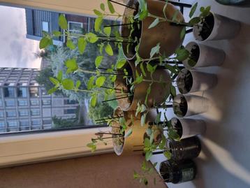 Tulsi beschikbaar voor biedingen