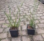Lampenpoetsersgras Pennisetum Hameln little bunny en moudry, Volle zon, Vaste plant, Zomer, Ophalen