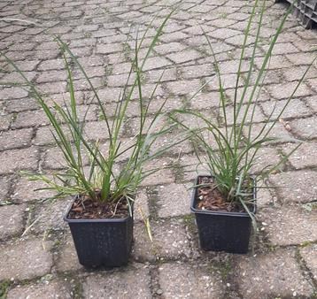 Lampenpoetsersgras Pennisetum Hameln little bunny en moudry beschikbaar voor biedingen