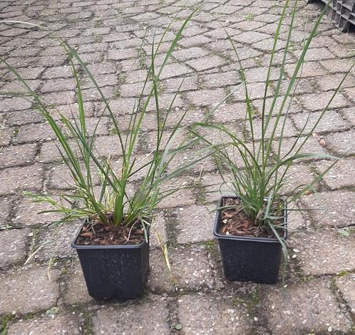 Lampenpoetsersgras Pennisetum Hameln little bunny en moudry, Tuin en Terras, Planten | Tuinplanten, Vaste plant, Overige soorten