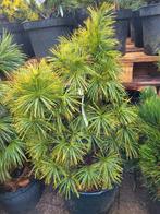 Pinus wallichiana densa, Tuin en Terras, Planten | Tuinplanten, Ophalen, Zomer, Volle zon