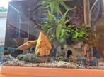Aquarium, Dieren en Toebehoren, Vissen | Aquariumvissen, Vis
