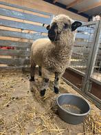 Hampshire down schapen., Dieren en Toebehoren, Schapen, Geiten en Varkens, Vrouwelijk, Schaap