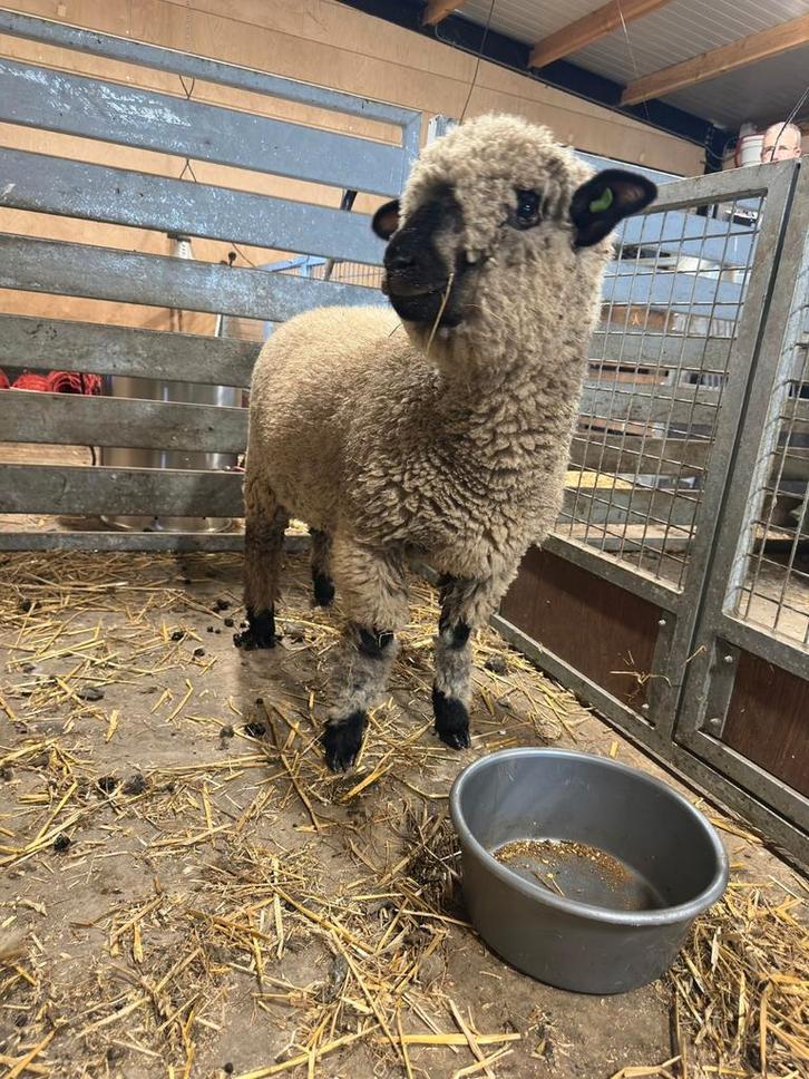 Hampshire down schapen., Dieren en Toebehoren, Schapen, Geiten en Varkens, Schaap, Vrouwelijk