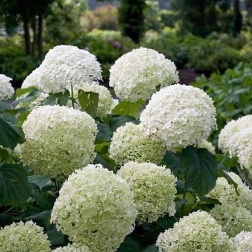 Te koop: Annabel hortensia uit eigen tuin, Tuin en Terras, Planten | Struiken en Hagen, Struik, Hortensia, 100 tot 250 cm, Ophalen