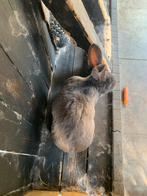 Broer en zus, Dieren en Toebehoren, Konijnen, Meerdere dieren, Groot, Hangoor, 3 tot 5 jaar