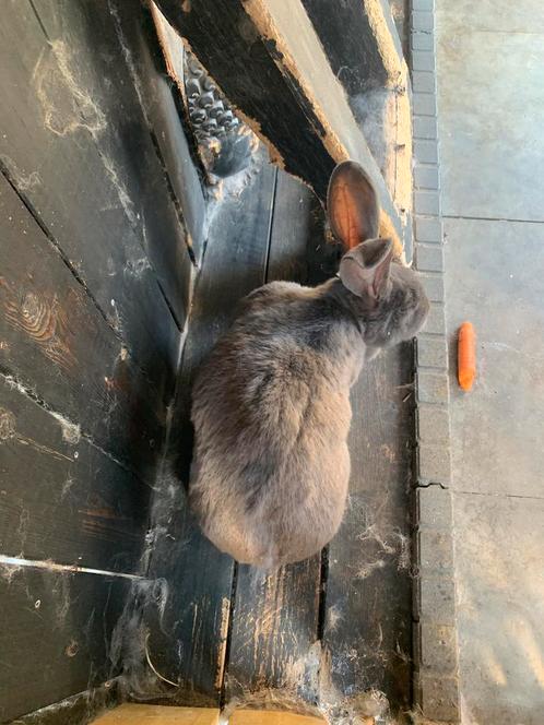 Broer en zus, Dieren en Toebehoren, Konijnen, Groot, Meerdere dieren, 3 tot 5 jaar, Hangoor