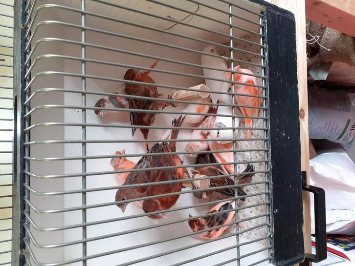 Te koop gevraagd, Dieren en Toebehoren, Vogels | Kanaries, Kleurkanarie, Vrouwelijk