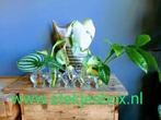 Stekjesbox! 150 soorten stekjes, Monstera Variegata &Aurea, Huis en Inrichting, Kamerplanten, Ophalen of Verzenden, Overige soorten