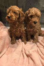 Prachtige pups toy poedel ️ toypoedel puppies, Poedel, Parvo, 8 tot 15 weken, Meerdere