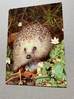 Egel, Ophalen of Verzenden, 1960 tot 1980, Ongelopen, Wild dier