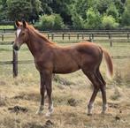 Hengstveulen (v. Comthago vdl x twiggy stam), Dieren en Toebehoren, Springpaard, Niet van toepassing, 0 tot 2 jaar, Hengst