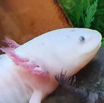 Axolotl, Dieren en Toebehoren, Reptielen en Amfibieën, 0 tot 2 jaar, Amfibie