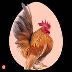 Gezocht Ayam Serama haantje, Dieren en Toebehoren, Mannelijk