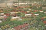 AALSMEER Potplanten Veiling, Verzamelen, Ansichtkaarten | Nederland, Verzenden, 1960 tot 1980, Gelopen, Noord-Holland
