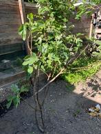 Vijgenboom heerlijk lekkere vijgen, Tuin en Terras, Ophalen, Minder dan 100 cm, Vijgenboom