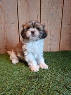 Zeer mooie speelse boomer pups., Dieren en Toebehoren, Parvo, Overige rassen, 8 tot 15 weken, Meerdere