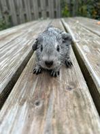 Jong cavia beertje zilveragouti, Dieren en Toebehoren, Knaagdieren, Cavia, Mannelijk, Tam, Oktober
