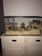 Terrarium Zonder Schuifruit – Formaat 80x40x40 cm, Dieren en Toebehoren, Knaagdieren en Konijnen | Hokken en Kooien, Minder dan 60 cm