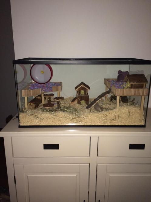 Terrarium Zonder Schuifruit – Formaat 80x40x40 cm, Dieren en Toebehoren, Knaagdieren en Konijnen | Hokken en Kooien, Nieuw, Hok