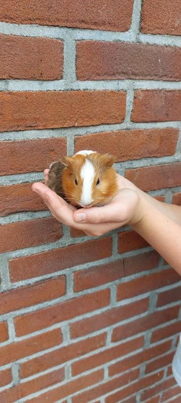 Hele mooie en tamme gladharige cavia's beschikbaar voor biedingen