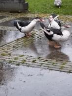 Kaapse eenden, Dieren en Toebehoren, Meerdere dieren, Eend