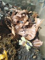 Porcellio scaber lava, Overige soorten