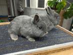 Jonge Kleurdwergen, Dieren en Toebehoren, Konijnen, Meerdere dieren, Dwerg, 0 tot 2 jaar