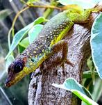 Anolis  extremus koppel, Hagedis, 0 tot 2 jaar
