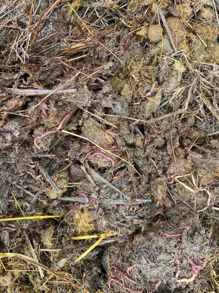 Gratis biologische paardenmest MEDICATIE VRIJ- Sebaldeburen, Tuin en Terras, Aarde en Mest, Mest, Ophalen