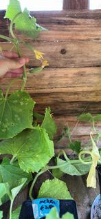 Laatste komkommers, Ophalen, Volle zon, Groenteplanten, Eenjarig