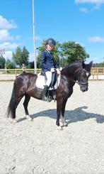 C pony merrie, Dieren en Toebehoren, Dressuurpony, M, C pony (1.27m tot 1.37m), 11 jaar of ouder