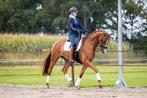 Getalenteerde 5 jarige dressuur ruin, Dieren en Toebehoren, Paarden, Gechipt, Ruin, Dressuurpaard, 3 tot 6 jaar