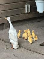 8 pulletjes- loopeenden, geboren 21-7-2025, Dieren en Toebehoren, Pluimvee, Geslacht onbekend, Eend